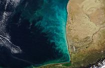 گرداب شیری در دریای خزر