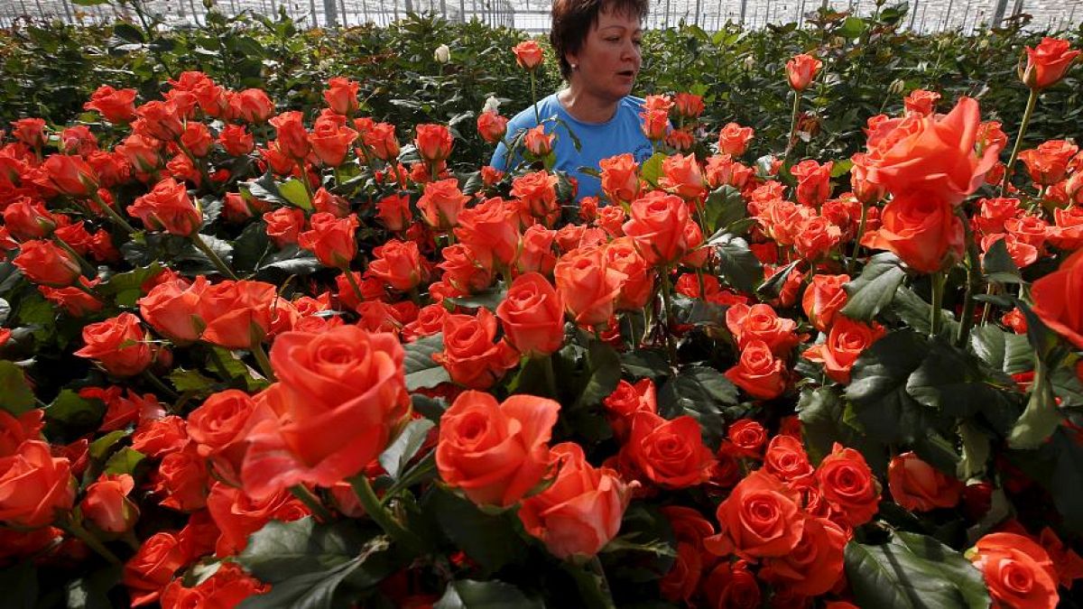В Россию с любовью: куда ЕС продаёт свои розы?