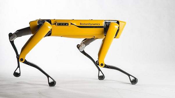 Un robot de Boston llama a tu puerta Un robot de Boston llama a tu puerta