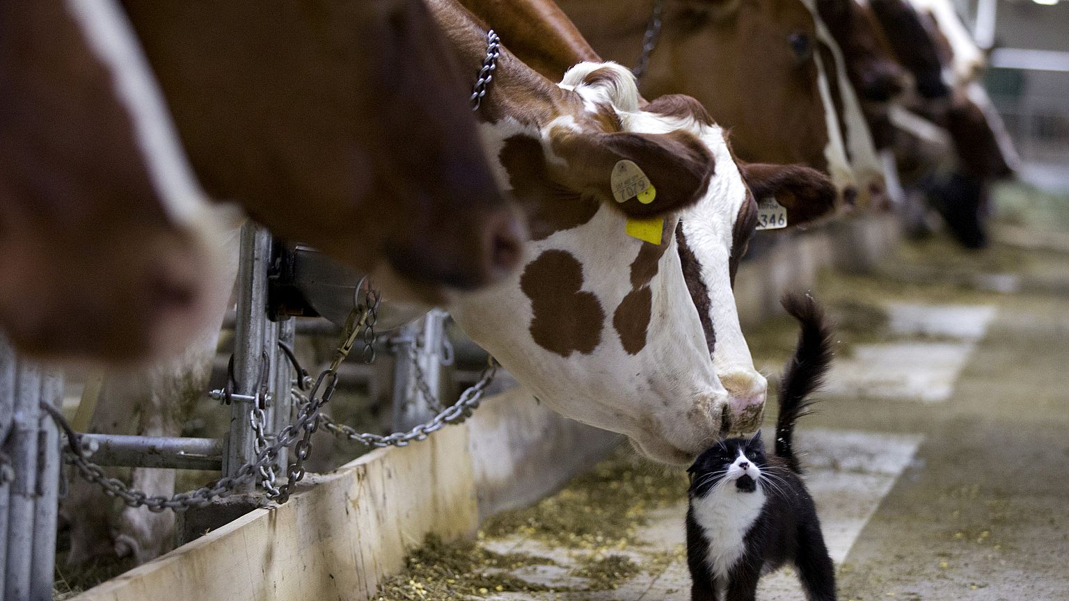 Hermien, la vache super star échappe à l'abattoir