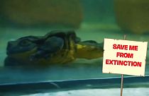 Will Romeo find his Juliet?