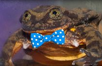 Charity uses dating site to find love for Romeo and save his species