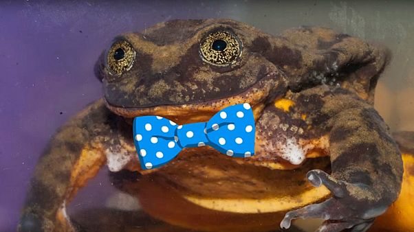 Charity uses dating site to find love for Romeo and save his species Charity uses dating site to find love for Romeo and save his species