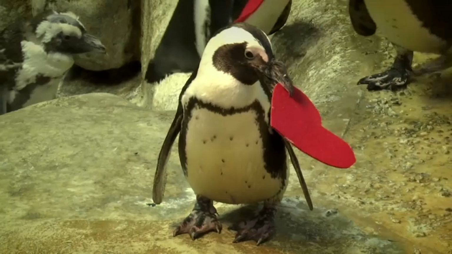 Penguenlere Sevgililer Günü'ne özel kalpler