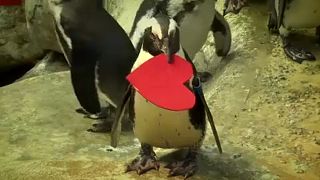 Valentin-napi pingvin l'amour
