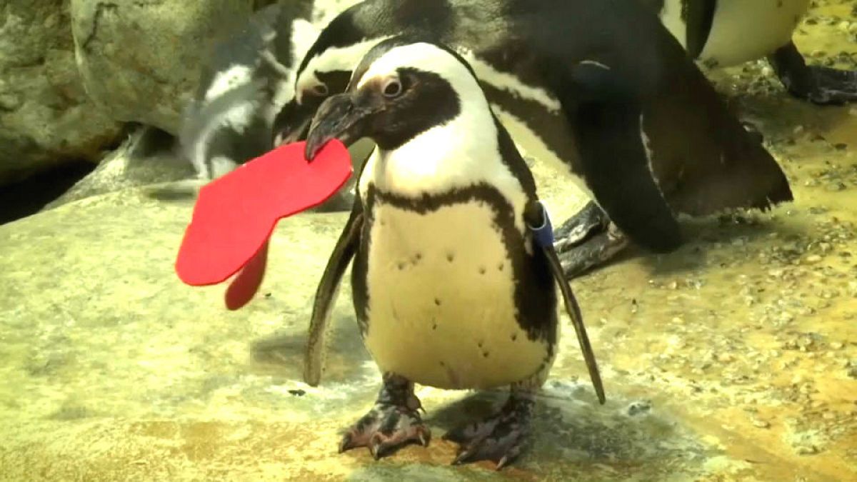 Kalifornien: Ein Herz für Pinguine