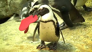 Kalifornien: Ein Herz für Pinguine