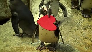 Anche i pinguini festeggiano San Valentino...