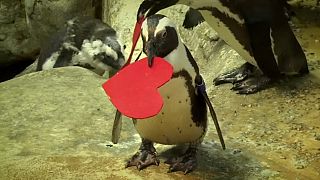 Amor pingüino