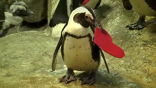 Pinguins celebram dia dos namorados