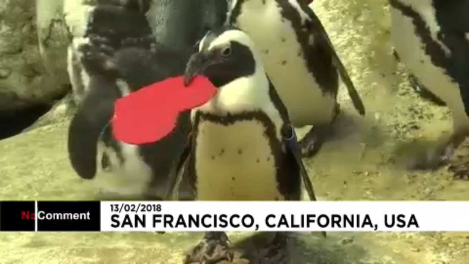 Penguin Valentine takes the biscuit