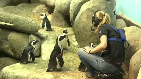 penguen