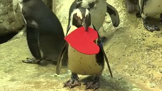 Pinguine feiern Valentinstag