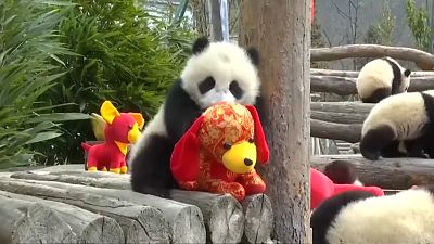 Pandalardan yeni yıl kutlaması