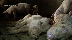 Schweine bei Murcia