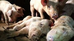 ¿Por qué El Pozo ha roto con la 'granja de los horrores' si "cumplía las garantías sanitarias"?