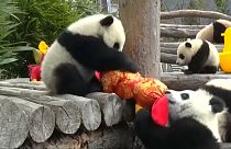 Pandas feiern Neujahr