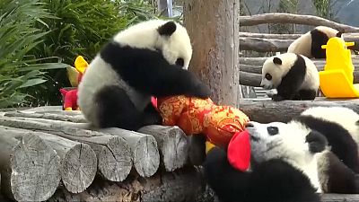 Pandas feiern Neujahr