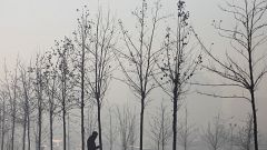 حمل و نقل عمومی رایگان؛ راه حل آلمان برای مبارزه با آلودگی هوا