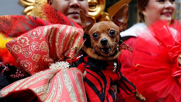 2018, l'année du chien commence aujourd'hui 2018, l'année du chien commence aujourd'hui