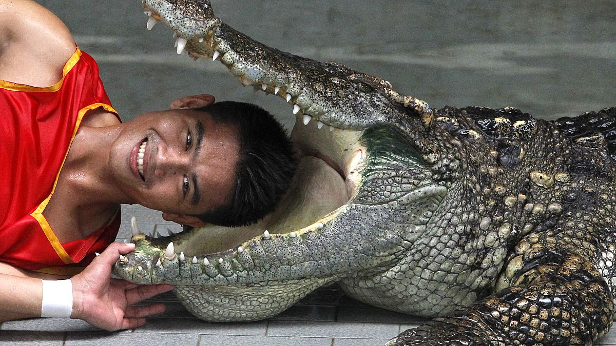 Lelőtte a 100 éves krokodilt, a végén még őt büntették meg