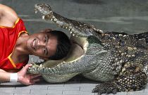 Lelőtte a 100 éves krokodilt, a végén még őt büntették meg