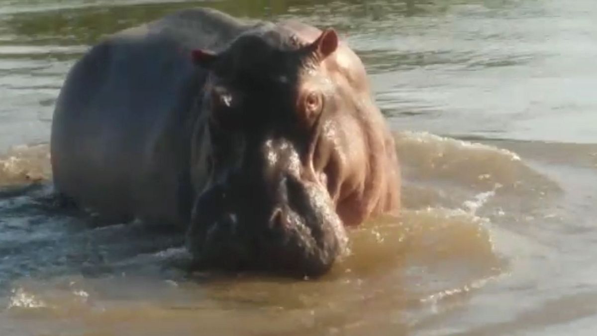 Colombia declara la guerra a los hipopótamos de Pablo Escobar