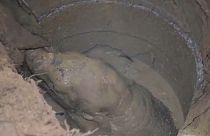 إنقاذ فيل رضيع في تايلاند بعد سقوطه في بئر