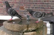 Wasserkrise in Kapstadt