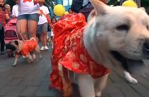 Celebrar o Ano do Cão nas Filipinas