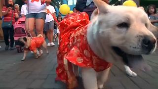 Celebrar o Ano do Cão nas Filipinas