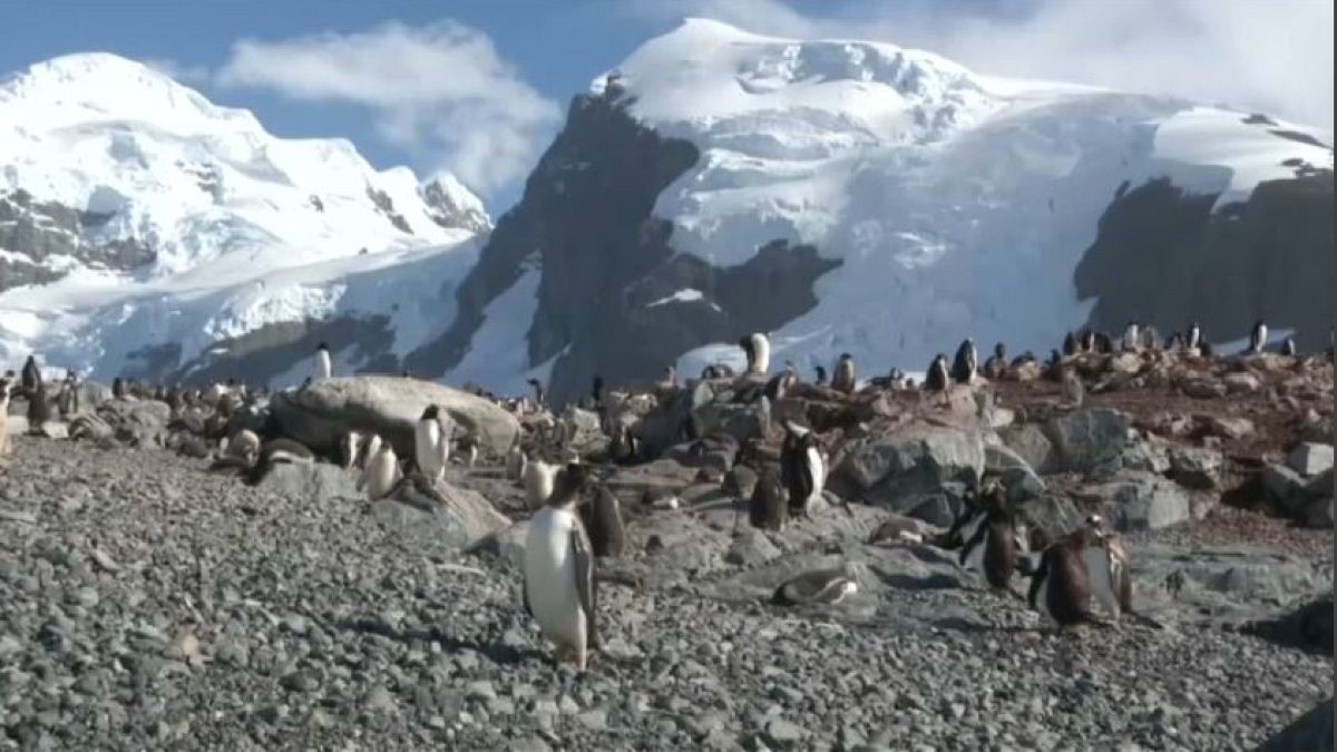 Greenpeace e il "santuartio Antartico"