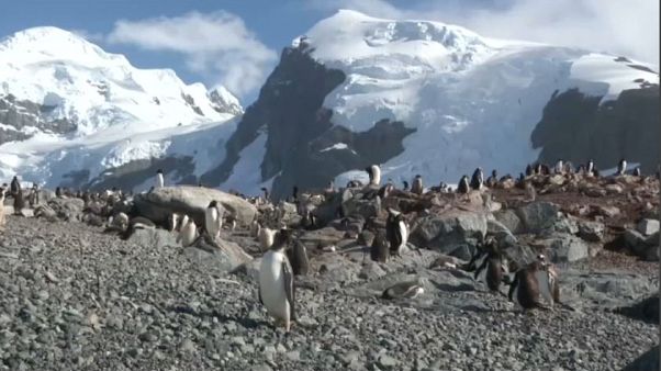 Greenpeace e il "santuartio Antartico" Greenpeace e il "santuartio Antartico"