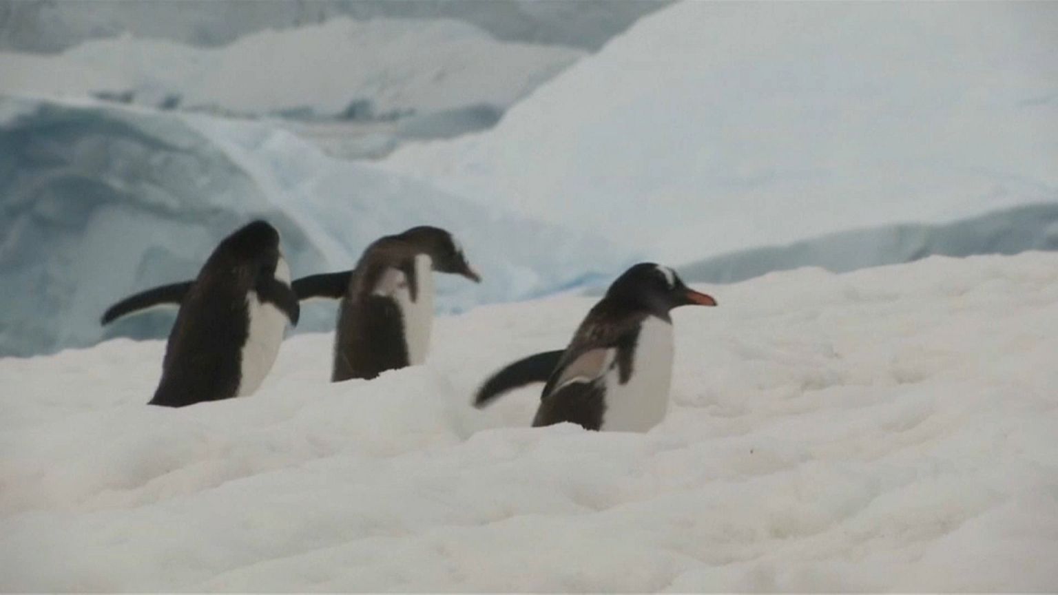 Vast natural reserve proposed for oceans off Antarctica 