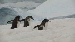 Vast natural reserve proposed for oceans off Antarctica 