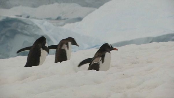 Vast natural reserve proposed for oceans off Antarctica Vast natural reserve proposed for oceans off Antarctica