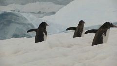 Antarktis: Greenpeace fordert 1,8 Millionen Quadratkilometer Schutzzone für Krill