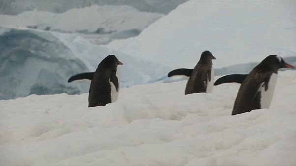 Antarktis: Greenpeace fordert 1,8 Millionen Quadratkilometer Schutzzone für Krill Antarktis: Greenpeace fordert 1,8 Millionen Quadratkilometer Schutzzone für Krill