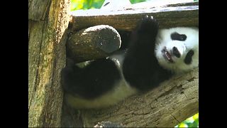Panda-Zwillinge genießen das milde Wetter