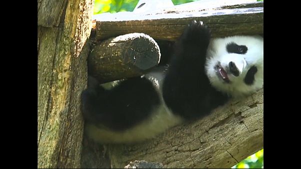Panda-Zwillinge genießen das milde Wetter Panda-Zwillinge genießen das milde Wetter