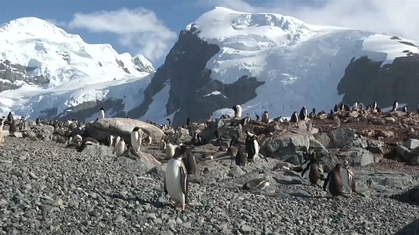 Greenpeace veut sanctuariser l'Antarctique Greenpeace veut sanctuariser l'Antarctique