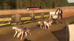Huskyverseny Nagy-Britanniában