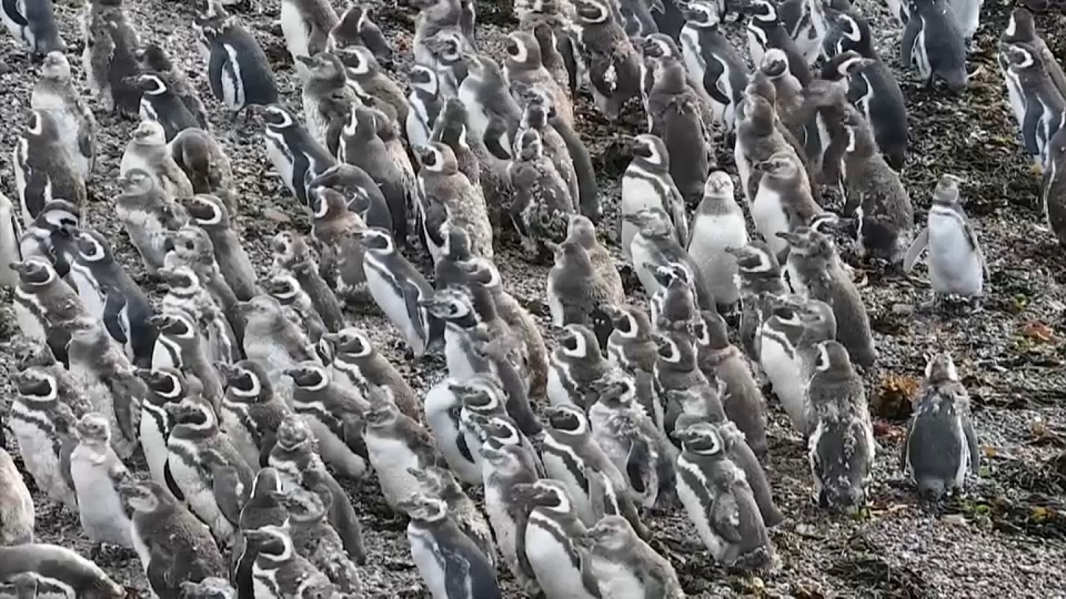 Les manchots de Magellan parés pour leur migration