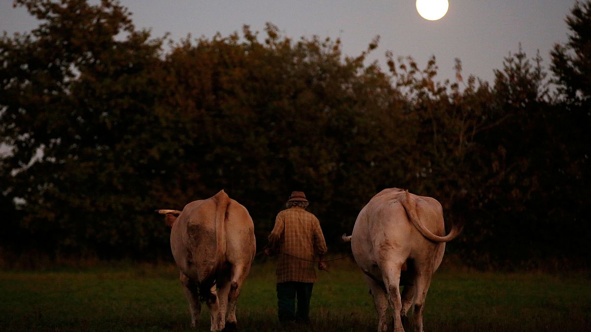 French farmer walks with oxen