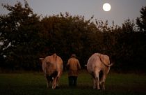 French farmer walks with oxen