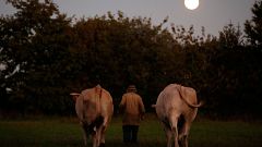 French farmer walks with oxen
