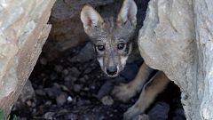 En France, un plan loup critiqué par tous les camps