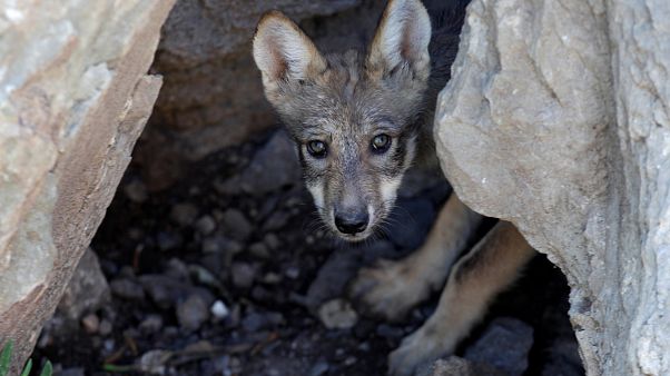 En France, un plan loup critiqué par tous les camps En France, un plan loup critiqué par tous les camps