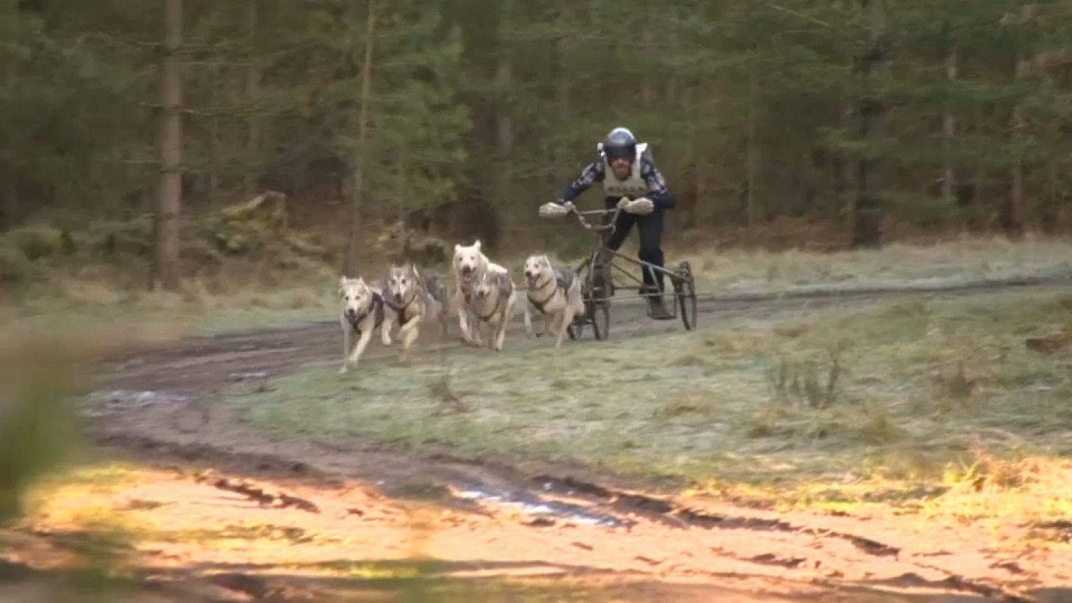 Da rennen die Huskys...