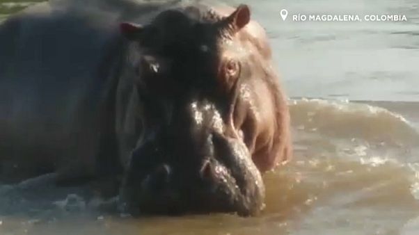 Colombia declares war on Pablo Escobar's hippos Colombia declares war on Pablo Escobar's hippos